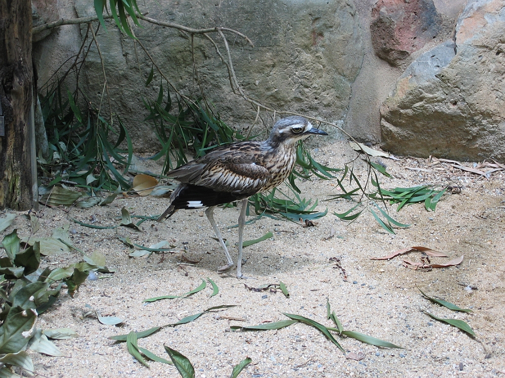 117 Cairns Tropical Zoo.jpg